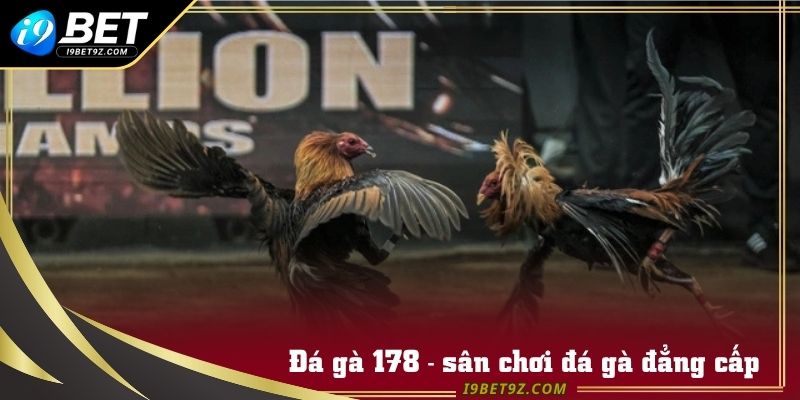 Đá gà 178 - sân chơi đá gà đẳng cấp hàng đầu thế giới