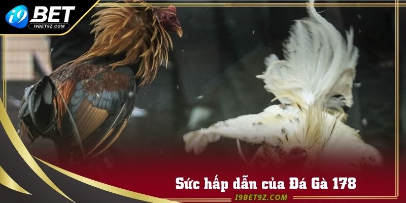 Đá gà 178 thu hút hàng triệu người xem từ I9BET cũng như thế giới