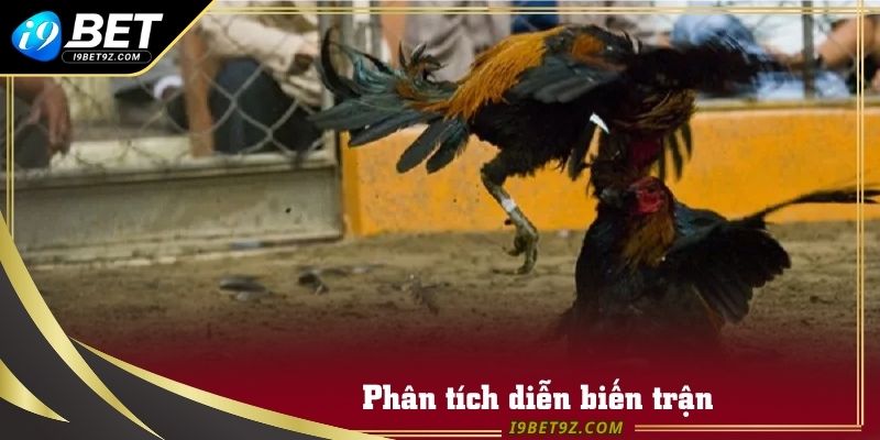 Quan sát và phân tích trận đấu gà xuyên suốt để thay đổi chiến thuật