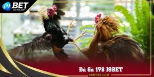 Đá gà 178