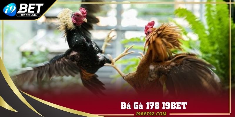 Đá gà 178
