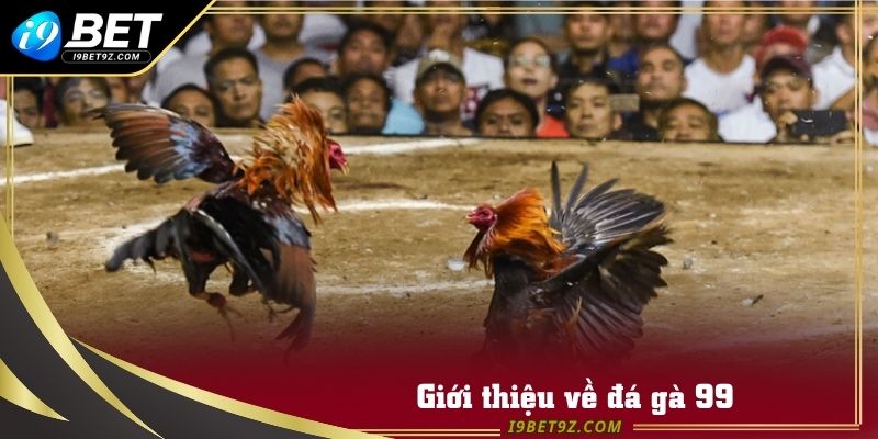 Sân chơi đá gà 99 đẳng cấp hàng đầu tại nhà cái I9BET