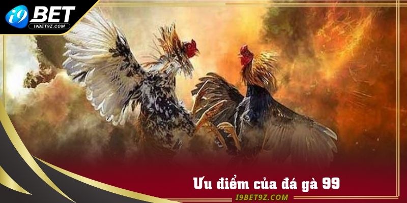 Điểm vượt trội của sân chơi đá gà 99 của I9BET