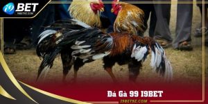 Đá gà 99 tại I9BET