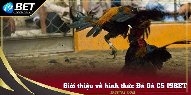 Đá Gà C5 I9BET hoạt động dựa trên các trận đấu thật tại trường gà