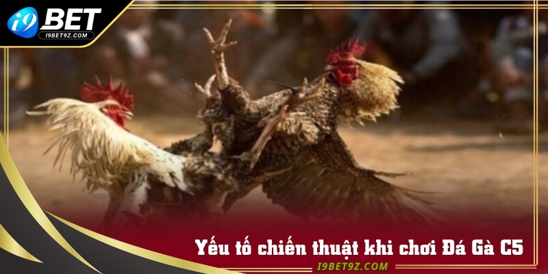 Yếu tố chiến thuật khi quan sát Đá Gà C5