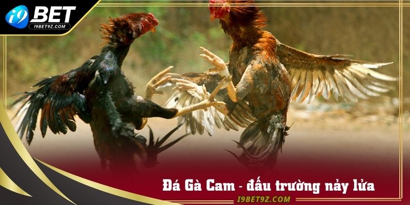 Đá Gà Cam - đấu trường nảy lửa bậc nhất thế giới