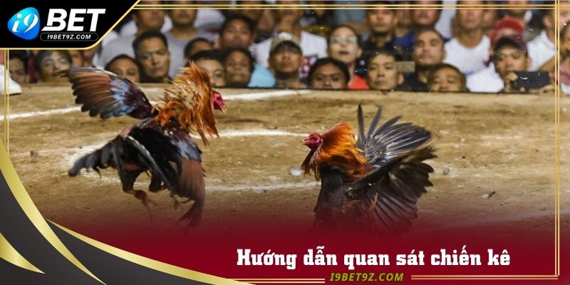 Kiểm tra xem chiến kê đang có trạng thái suy nhược gì trước khi cược