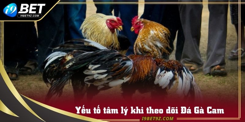 Đá gà thì quan trọng nhất vẫn là sự tỉnh táo trước tình huống xảy ra