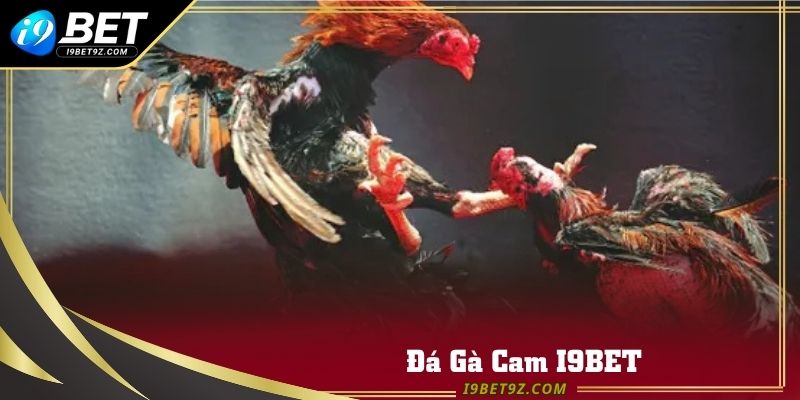 Đá gà Cam