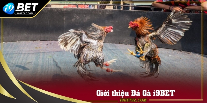 Giới thiệu Đá Gà i9BET trong năm 2025