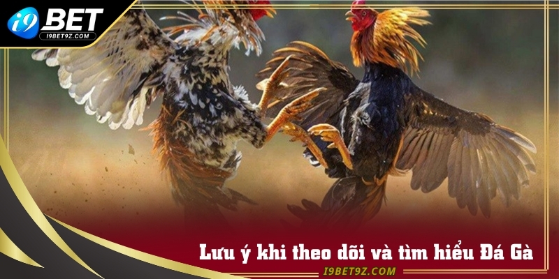 Lưu ý khi theo dõi và tìm hiểu Đá Gà