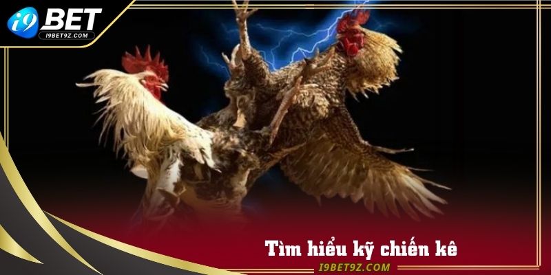 Tìm hiểu kỹ chiến kê thông qua lịch sử đối đầu