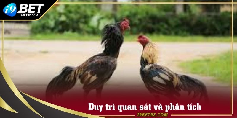 Duy trì quan sát và phân tích diễn biến toàn trận đấu gà