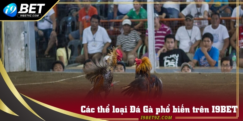 Các thể loại Đá Gà phổ biến trên thị trường cá cược online